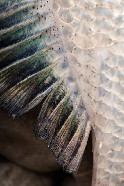 Poisson · Restaurant étoilé Lac Léman, Rhône-Alpes · Séchex-Nous